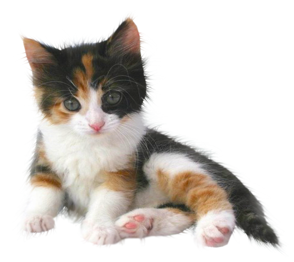 Niñero de Gatos Peluditos