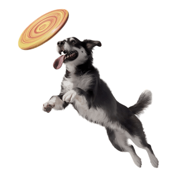 Perros Felices Peluditos